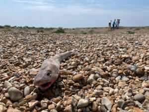 Photo of a dead fish on shingle. Four walkers are on the horizon. The sky is blue and sunny.