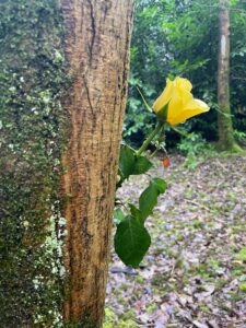 A photo of a section of a tree trunk with a yellow rose protruding out of it.