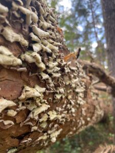 Close up photo of a fallen tree trunk with rows of dried up fungi which are curled like crisps.