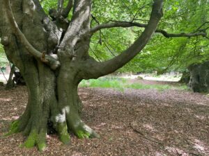 A large beech tree trunk with a bow curved up like an elephant's trunk. There are beech nuts on the floor and other green trees and leaves in the background.