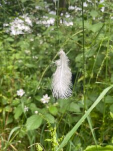 Photo of a small white feather suspended in the air. There is a mass of green, blurry plants in the background.