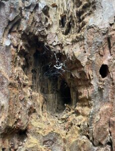 A photo of a close up of some dark brown tree bark. There is a large hole in the centre, in front of which is a cobweb, a part of which is in the shape of a duck.