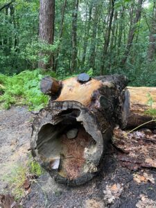 Photo of a large, hollowed out tree trunk lying on a muddy floor with trees and ferns behind. The hollow opening of the log looks like a mouth, and some sawn-off smaller boughs look like the eyes and horns of a cow. The bark is missing on the top, so it is golden brown against the darker brown of the rest of the log.