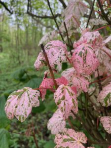 Photo of some pink and green sycamore (I think!) leaves on a small tree. In the background is a woodland scene.