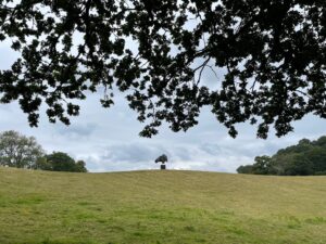 Photo of a small, grassy hill with a horse head sculpture on the crown. There are the leaves of a tree obscuring the grey, cloudy sky, and some other trees in the distance to the right and left of the sculpture.