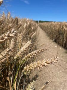 A hard, bleached earth path through a golden field of wheat with a blue sky.