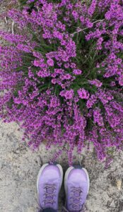 Top down photo of some purple heather and my purple Hoka boots.