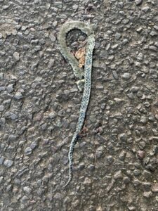 Photo of a flat, dead snake on some tarmac.