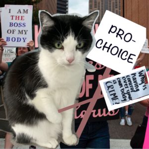 Photo of my cat, Captain Woodpile, with a pro-choice placard.