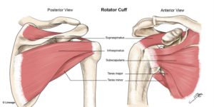 Rotator cuff anatomy diagram