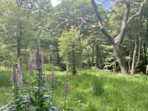 Pictures of the woods including trees and foxgloves.
