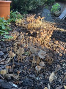 Photo of a huge amount of small brown mushrooms fruiting from the wood chip mulch in my back garden.