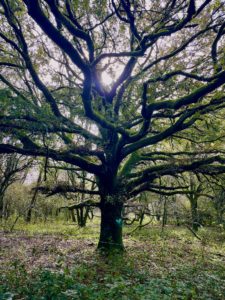 Photo of an oak tree, with winding, mossy boughs. There are other trees behind it. On the trunk of the oak tree is a splash of turquoise.