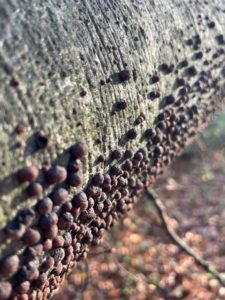 A close up of the bough of a beech tree with small brown round nobbles on it.