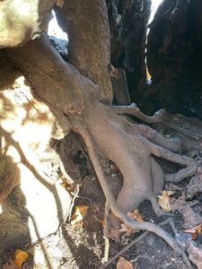 The inside of a tree trunk which has been hollowed out with age. There is a visible root system which looks like a the back of a person with their head in the wall of the trunk, and their legs going into the ground.