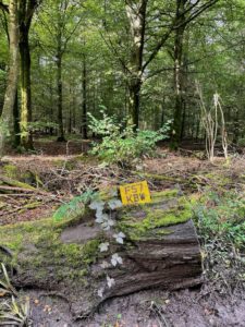 Photo of a yellow numberplate (G29 LAH) on a large log in the woods.