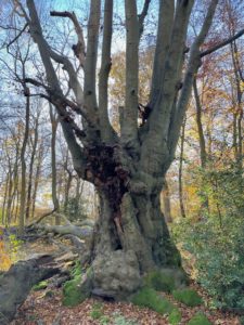 A photo of a large old beech tree. Two large boughs have fallen and the trunk is very disfigured from the bough breaks. It is also very knobbly. There is some moss about its base and in the background, a woodland scene.