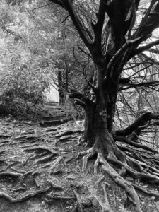 Black and white photo of a Yew tree. Many of its roots are flowing over and above the ground. There is an incline to the left of it and the roots act like stairs, alongside some purposely built wood steps. There are other trees and woodland shrubs in the background.