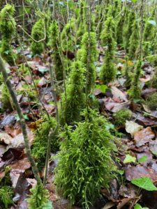 Photo of a woodland floor with leaves. There are lots of thin 'twigs' growing upwards which are partially covered in green moss, like a jacket around each 'twig'.