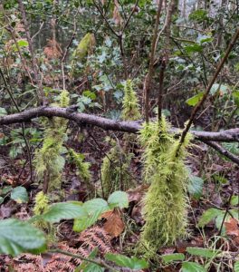 Photo of a woodland floor with brambles, dead bracken, and other detritus. There are a couple of thin ‘twigs’ growing upwards which are partially covered in green moss, like a jacket around each ‘twig’. In the background is holly.