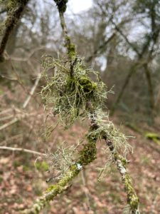 Photo of some dying lichen on a small tree branch. There is a blurry wintery woodland scene in the background (i.e. trees and dead leaves).
