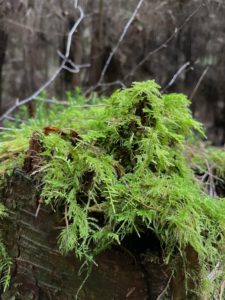 Photo of some common tamarisk moss on a tree stump. 