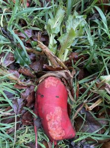 Photo of a red sugar beet dug up and laying on some grass. There are parts nibbled from it and it looks like it has a face screaming. Imo, it represents Colin's sculptural style.