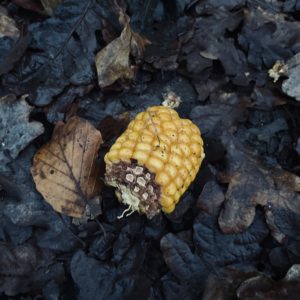 Photo of an end of a corn cob on some old, brown, wet leaves. Some corn kernels remain but some have been eaten.