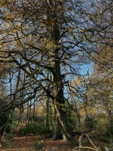 Photo of a large, leafless beech tree with very tangled boughs close to its trunk. A blue sky and other wintery trees are in the background.