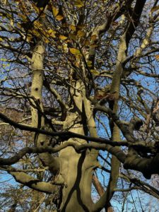 Close up photo of a leafless beech tree with very tangled boughs close to its trunk. A blue sky is in the background.