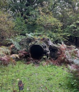 Photo of a large, old, hollowed out tree trunk with a large circular opening, like a mouth. It is surrounded by ferns, there is grass before it, and trees behind it.