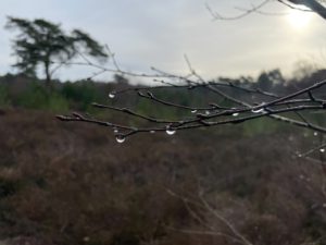 Photo of some thin branches of a tree with droplets of rain on them. Behind is a grey sky, with the sun to the right, and a tree in the distance to the left.