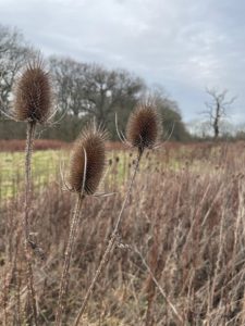 Photo of three teasel heads with some golden, wintery grass. In the background is a row of trees and then a gap before a solitary oak with its twisted, leafless boughs. The sky is overcast.