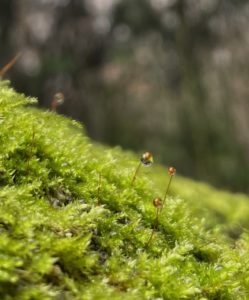 A close up image of some green moss with 4 golden stalks sticking up. Three of them have dewy round tops to them.