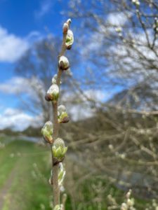 Photo of several buds on a twig with a blue sky and white clouds and a blurry tree in the background.