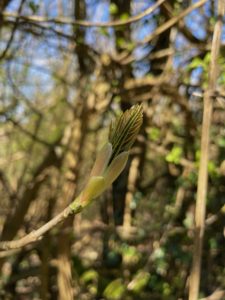 Photo of a single bud with some trees in the background.