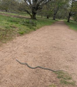 Photo of a grass snake on a sandy path with grass to the left of the image and trees in the background.