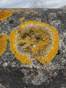 Photo of a round yellow and white flat bloom of lichen on mottled grey concrete. A sliver of grey sky behind.