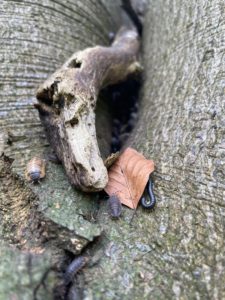 Photo of a stick in the fold of a tree trunk. There is a dead leaf, some woodlice, and a millipede in the foreground. At the back, in the fold or crack of the trunk, are lots of other blurry insects.
