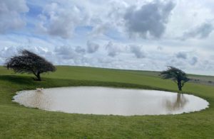 Photo of an oval pond with a windswept tree at each end. There is a golden retriever dog in the pond, on the left hand side. The pond is surrounded by grass, and the sky is blue with a lot of white and grey clouds.