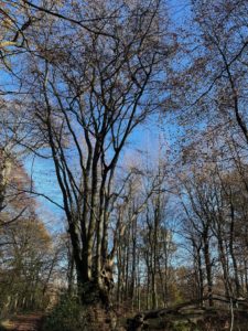 Photo of a large old beech tree in the woods. A further away shot so you can see the full height of it. The sky is bright blue and as it is winter, there are no leaves on the tree.