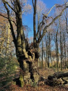 Photo of an old beech tree in the woods. The sky is bright blue. The tree is old and misshapen. It is winter, so there are no leaves.