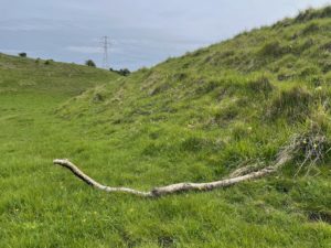 Greater Stick Ness. Photo of a long stick shaped like the Loch Ness Monster on some grass with some small hills in the near background.