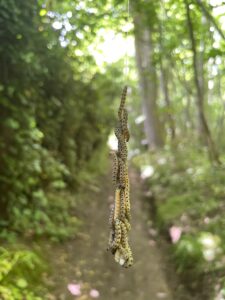 Photo of a group of caterpillars suspended from a thread in the middle of a woodland path. They in the shape of a pendant.