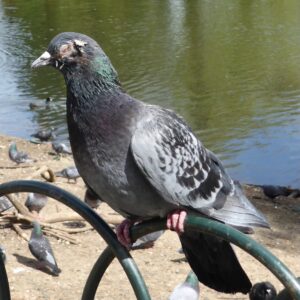 Photo of a grey pigeon sat on a fence with a pond behind it. It has a wound on the right side of its head and is missing an eye. It's name is Fucked Up Face Pigeon and the photo is courtesy of Jon Ferguson.
