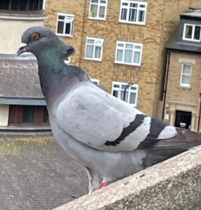 Photo of a grey pigeon on a roof with a v-shaped chunk of feathers missing from the back of its neck. It's name is Axe Neck.
