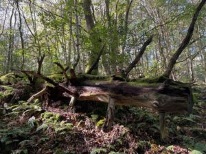 Photo of a large fallen tree trunk in a woodland. It has lots of bare branches sticking out from it like spines.