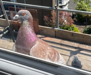 Photo of Brownie the pigeon. He is a lovely shade of brown and cream with a pink shimmery neck.