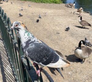 Photo of a speckled pigeon with grey wings with white tips, and a white, green, and orange head. It is sat on a fence in the park. It's Fancy Face Pigeon.