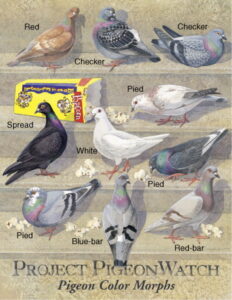 A graphic showing the different colourings of pigeons.